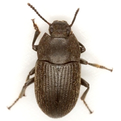 Blapstinus fortis