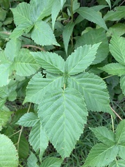 Rubus frondosus