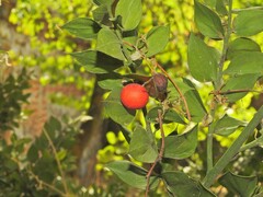 Ruscus aculeatus