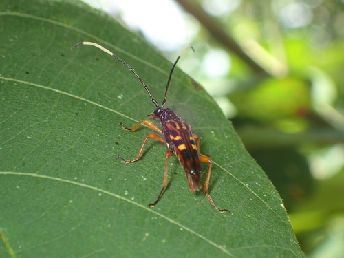 Sinostrangalis ikedai