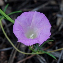 Ipomoea plummerae