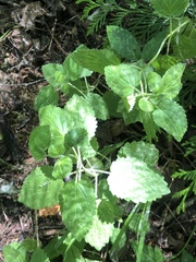 Lamium galeobdolon