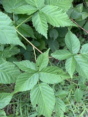 Rubus frondosus