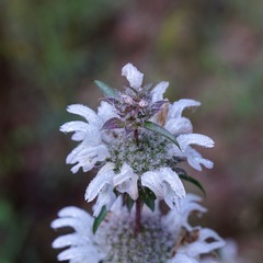 Monarda pectinata