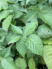 Rubus frondosus