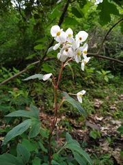 Begonia biserrata