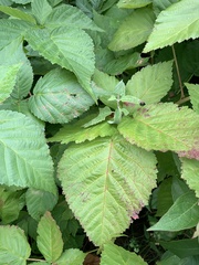 Rubus frondosus