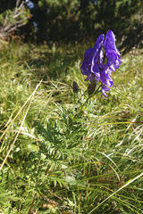 Aconitum variegatum