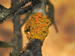 Xanthoria parietina
