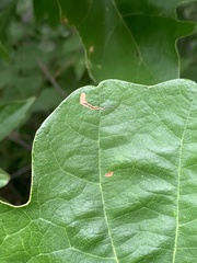 Stigmella quercipulchella