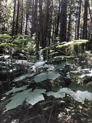 Oplopanax