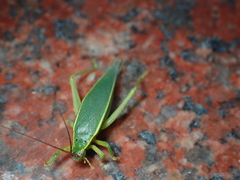 Podoscirtini