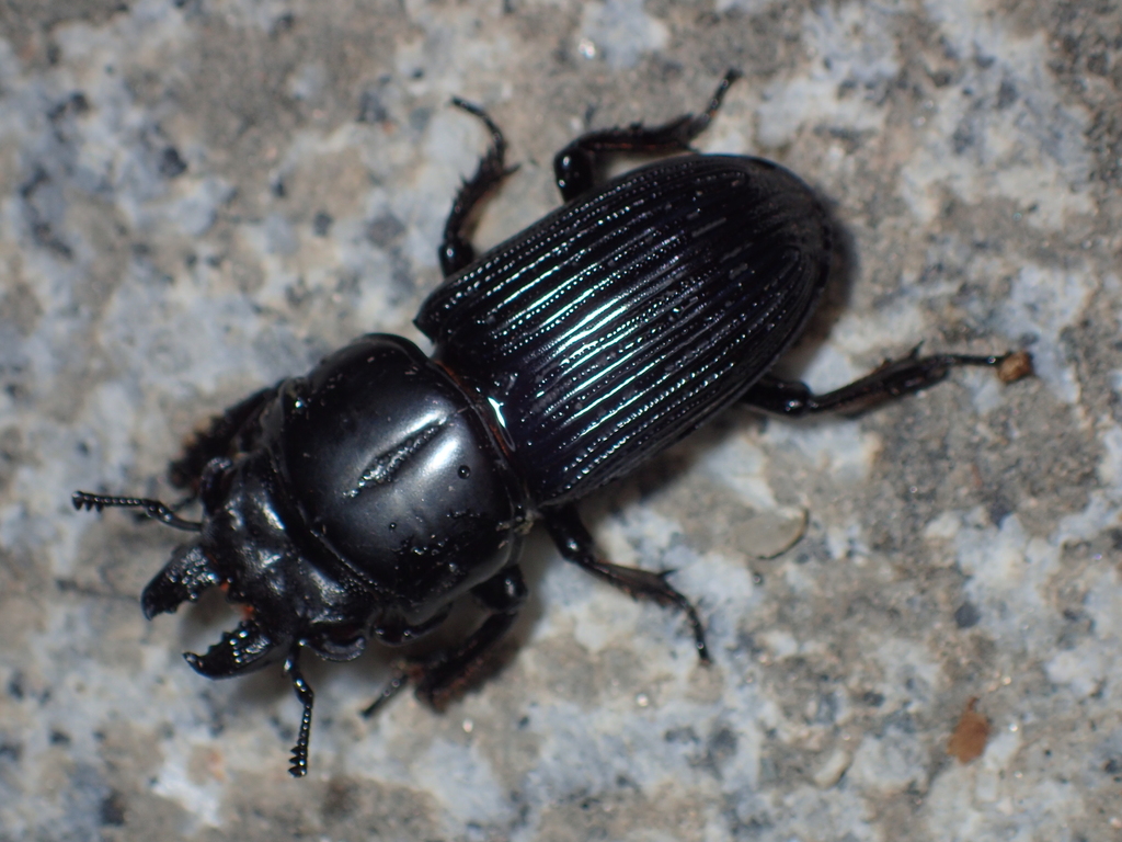 Nigidionus