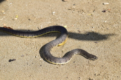 Cerberus schneiderii