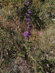 Campanula glomerata