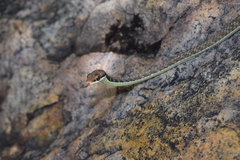 Dendrelaphis inornatus