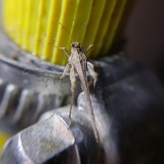 Danielatettix caudatus