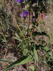 Campanula glomerata