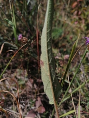 Campanula glomerata