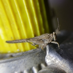 Danielatettix caudatus