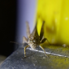 Danielatettix caudatus