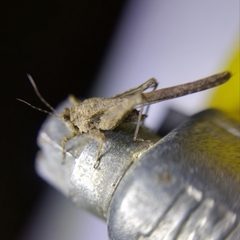 Danielatettix caudatus