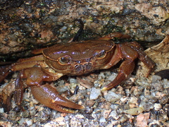 Potamidae