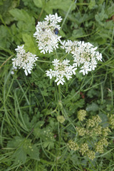 Heracleum austriacum
