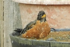 Turdus migratorius