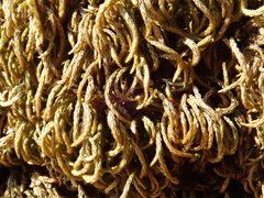 Scorpiurium circinatum