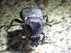 Nicrophorus concolor
