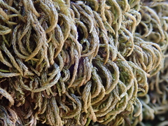 Scorpiurium circinatum