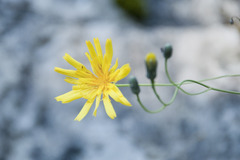 Hieracium porrifolium
