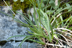 Hieracium porrifolium