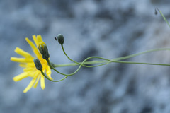 Hieracium porrifolium