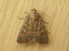 Hypoperigea tonsa