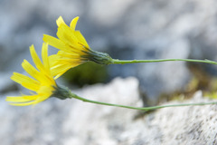 Hieracium porrifolium