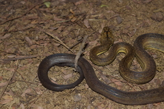 Malayopython timoriensis