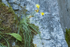 Hieracium porrifolium