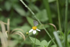 Pseudozizeeria maha okinawana