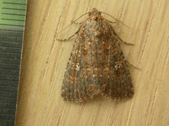 Hypoperigea tonsa