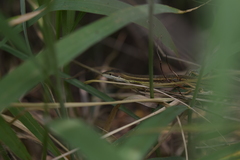 Takydromus stejnegeri