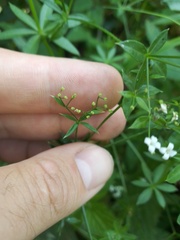 Galium rivale