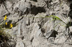 Hieracium porrifolium