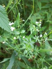 Galium rivale