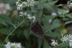 Euploea tulliolus koxinga