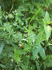 Galium rivale