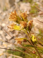Erigeron alpinus
