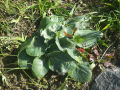 Pelargonium asarifolium