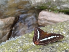 Sumalia